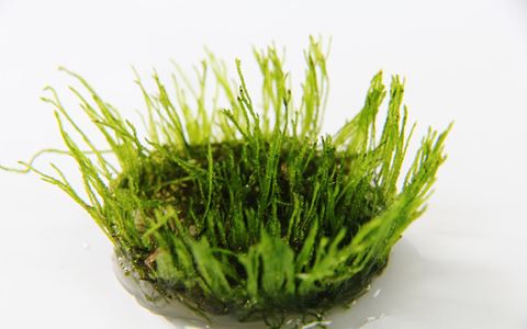 Flame moss in cup 80 cc.